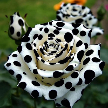 Multi Color Rose Seeds 100 Pack Cold Resistant Perennial Flower Seeds