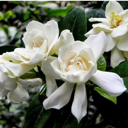 88Pcs Gardenia Seeds Fragrant Shrub Seeds for Planting