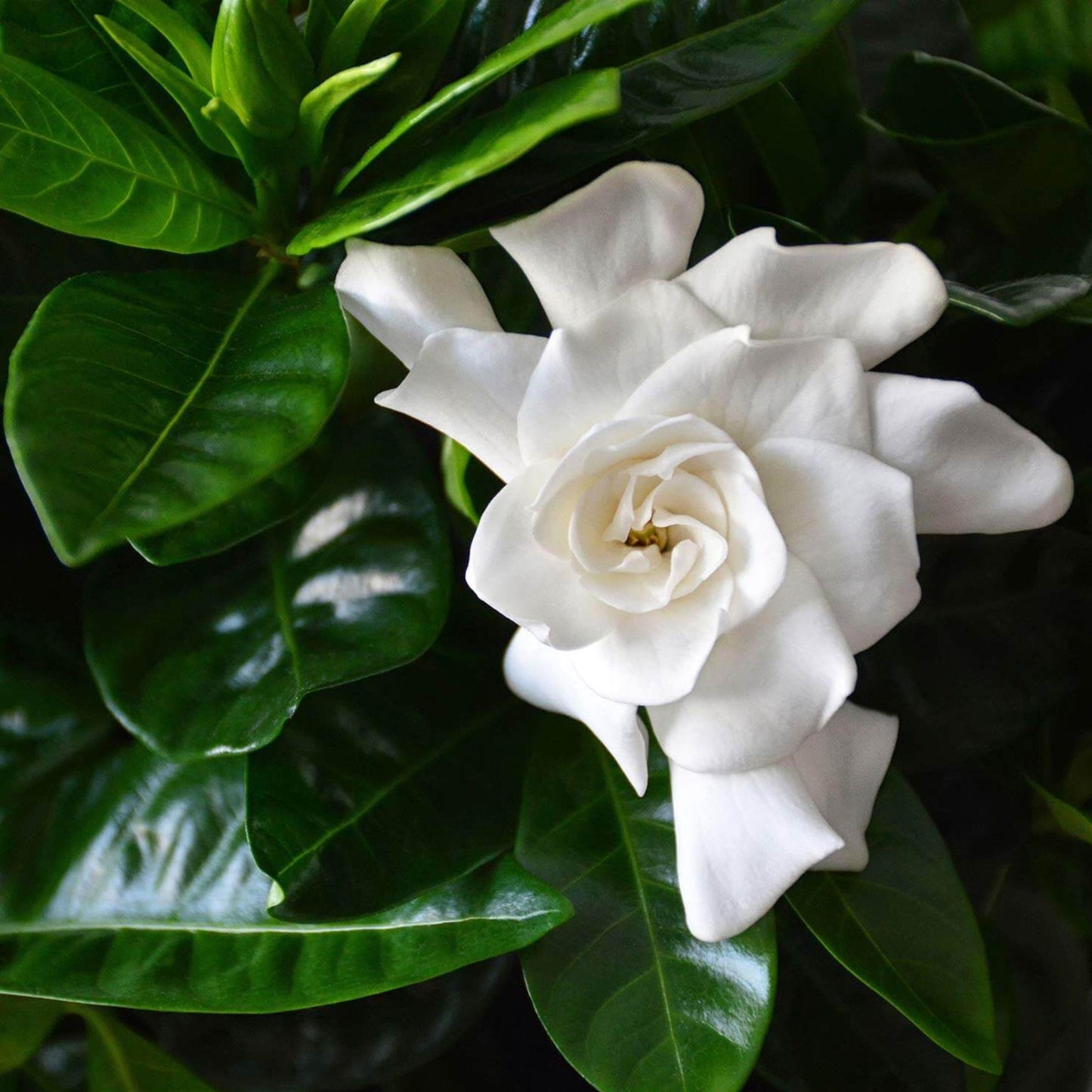 88Pcs Gardenia Seeds Fragrant Shrub Seeds for Planting