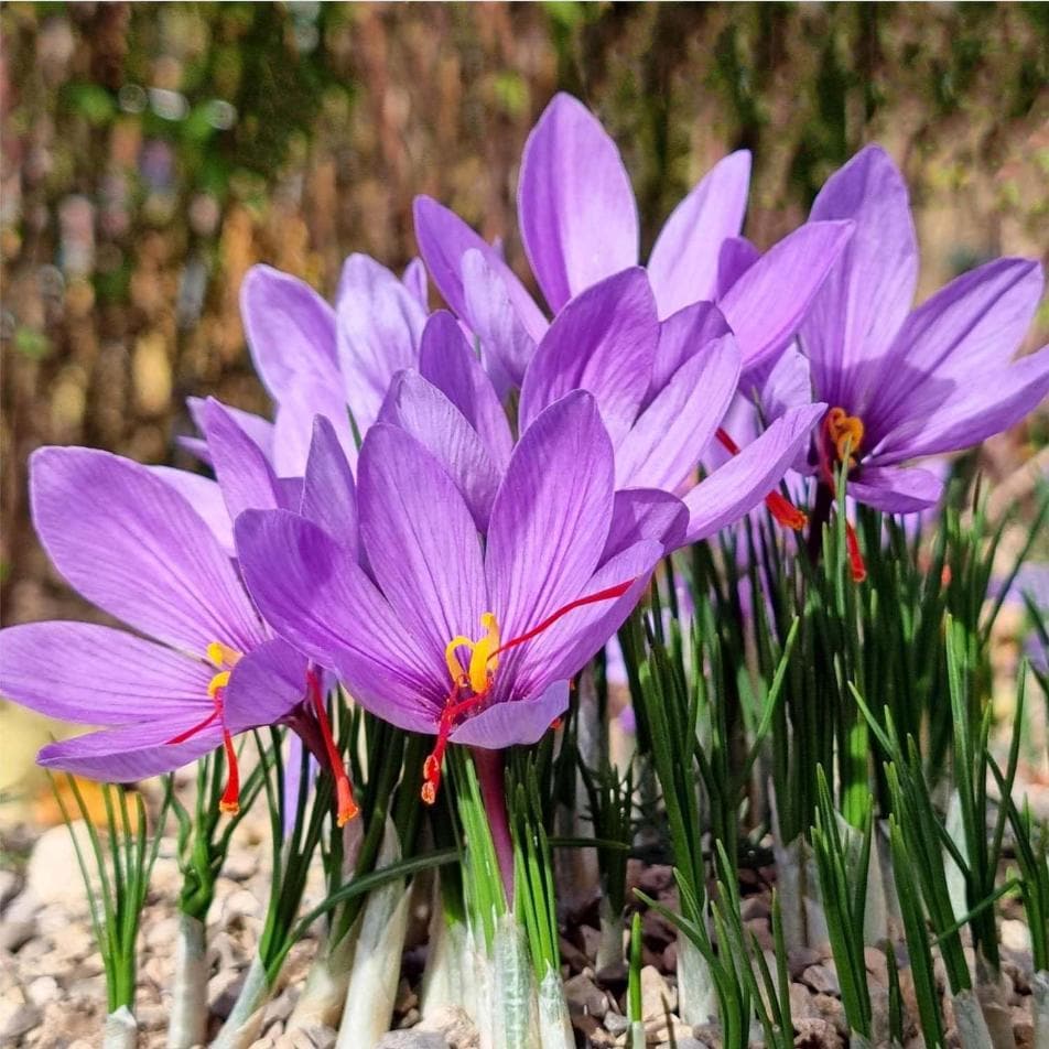 100pcs Rapid Growth Hardy Perennial seeds with Saffron Seeds for Home Gardening
