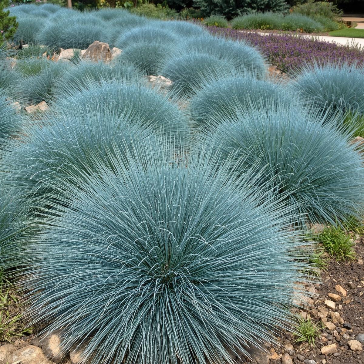 500pcs Blue Fescue Seeds – Ornamental Grass for Landscaping, Borders, Rock Gardens
