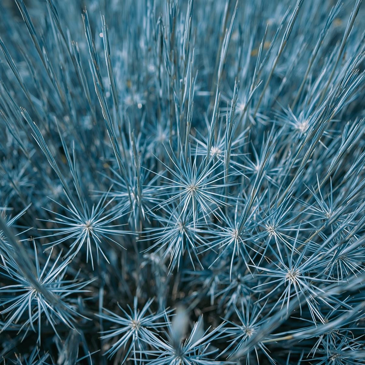 500pcs Blue Fescue Seeds – Ornamental Grass for Landscaping, Borders, Rock Gardens