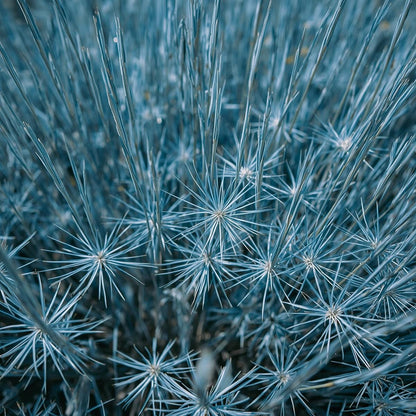 500pcs Blue Fescue Seeds – Ornamental Grass for Landscaping, Borders, Rock Gardens