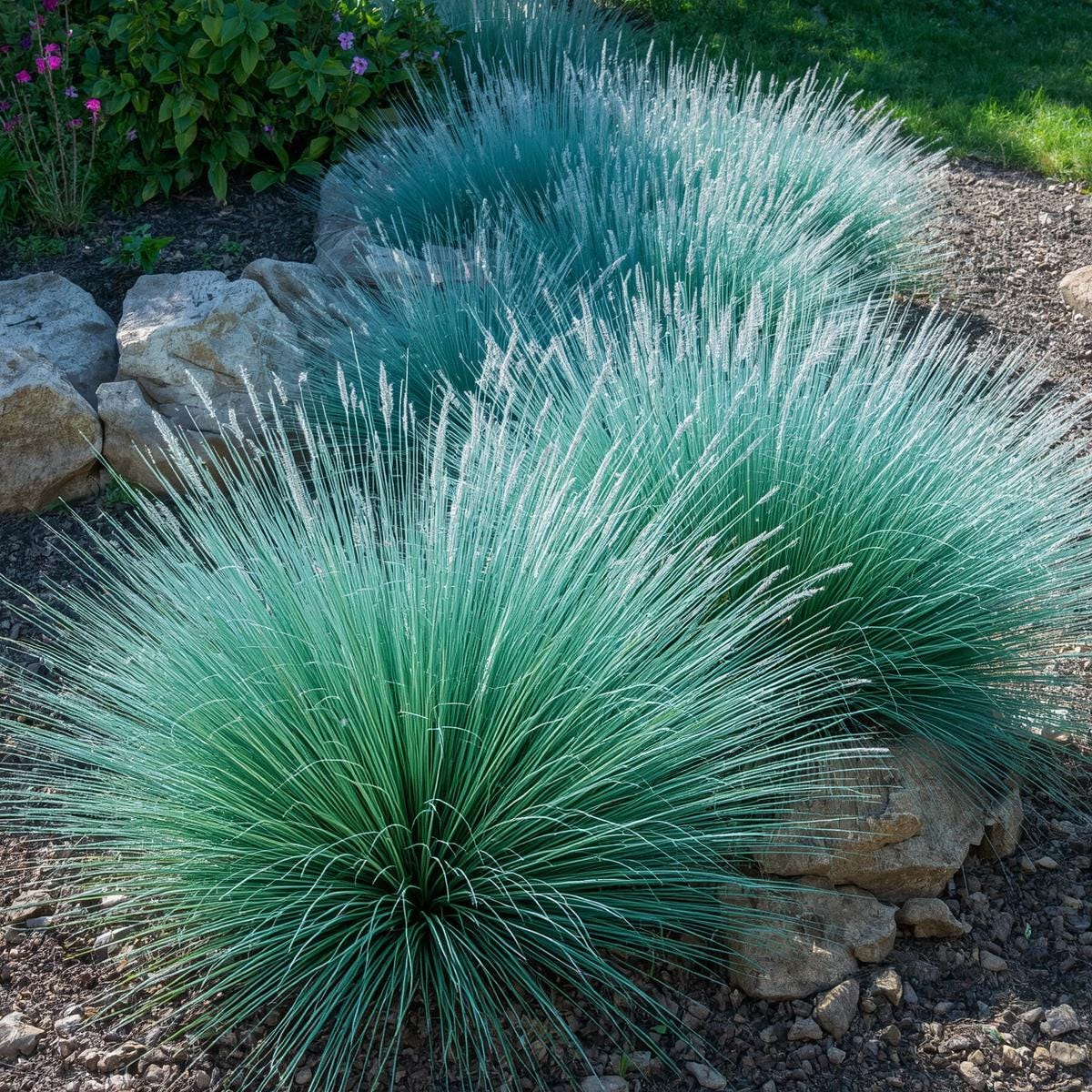 500pcs Blue Fescue Seeds – Ornamental Grass for Landscaping, Borders, Rock Gardens