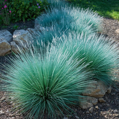 500pcs Blue Fescue Seeds – Ornamental Grass for Landscaping, Borders, Rock Gardens