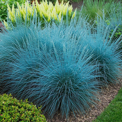 500pcs Blue Fescue Seeds – Ornamental Grass for Landscaping, Borders, Rock Gardens