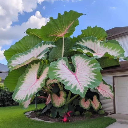 100Pcs Elephant Ear Seeds create soft natural transition between low garden greenery and massive large foliage clusters
