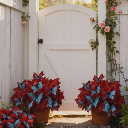 200Pcs Butterfly Begonia Hosta Seeds for Shaded Gardens, Borders, Walkways & Under Trees, Easy to Grow