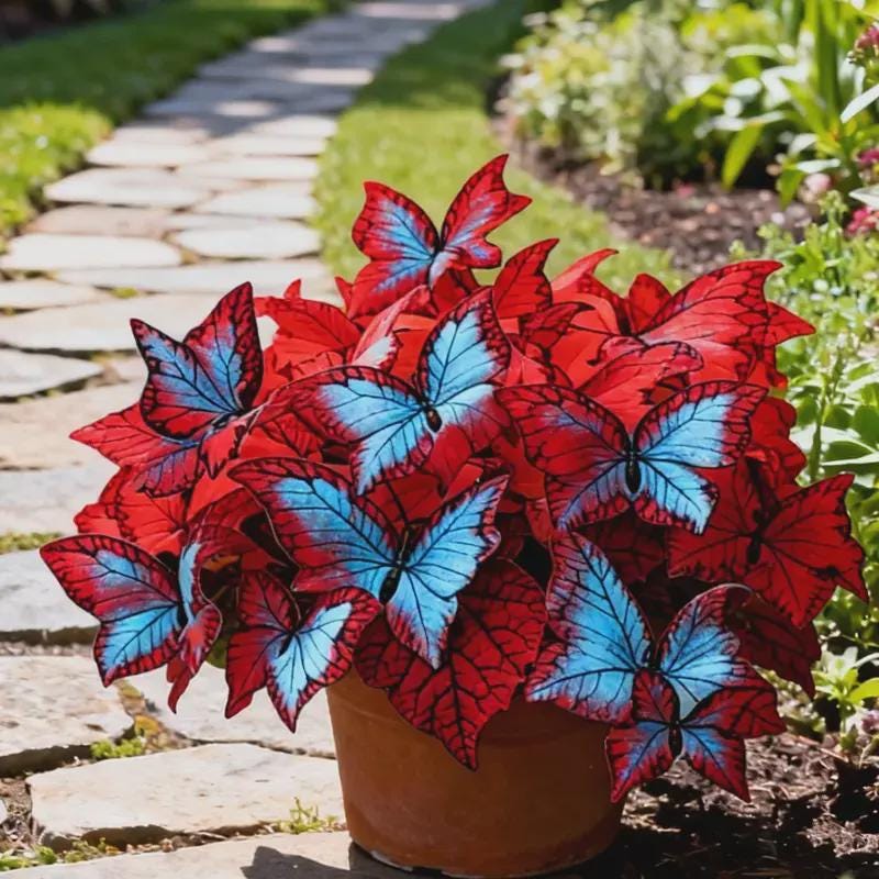 200Pcs Butterfly Begonia Hosta Seeds for Shaded Gardens, Borders, Walkways & Under Trees, Easy to Grow