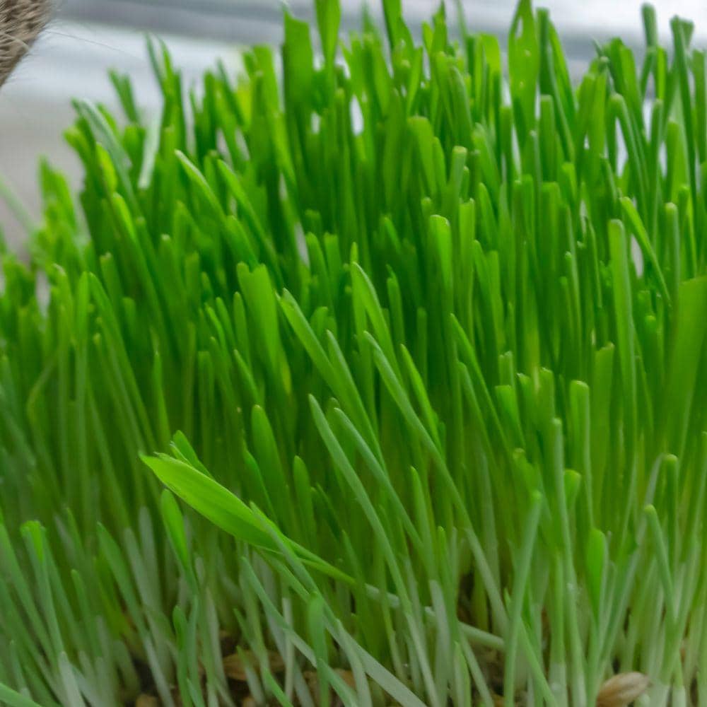 95Pcs Seeds Cat Grass for Planting, Easy Indoor Garden, Beginner Friendly, Gift for Cat Lovers