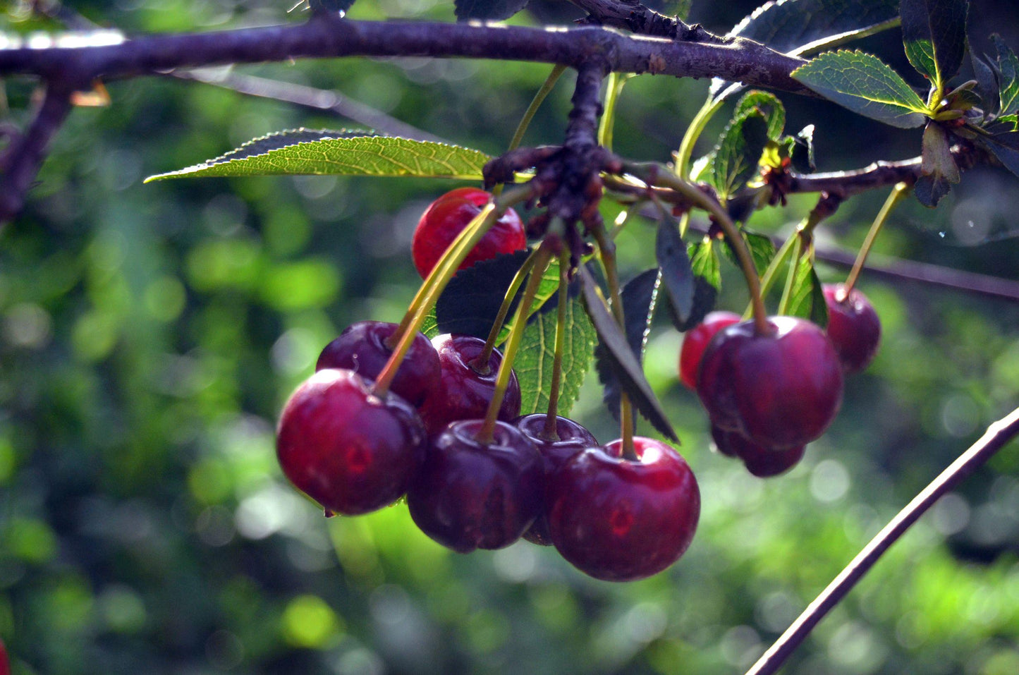 30pcs Heirloom Sweet Cherry Tree Seeds – Non-GMO Fruit Planting for Home Orchard