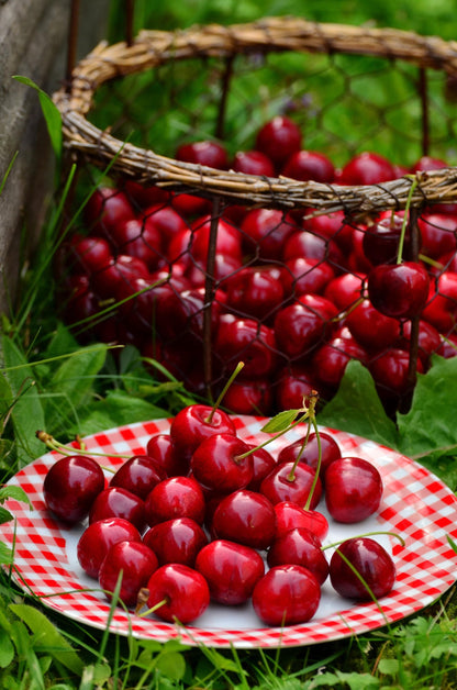 30pcs Heirloom Sweet Cherry Tree Seeds – Non-GMO Fruit Planting for Home Orchard