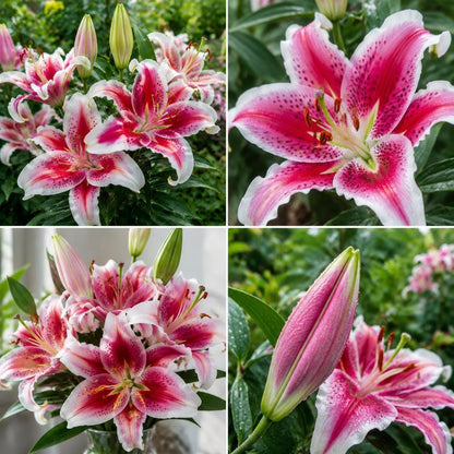 100pcs Pink Oriental Lily seeds for Planting, Fragrant Flower for Garden and Patio