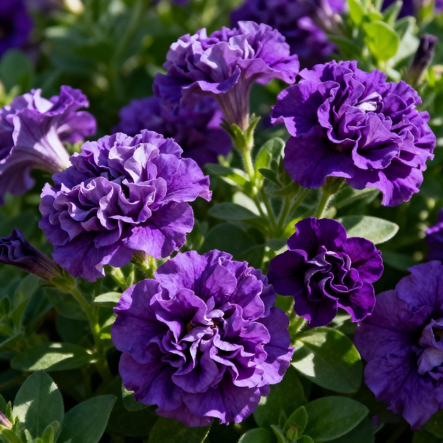 3000pcs Double Petunia Seeds Heirloom Annual Garden Seed Baskets Containers Borders Outdoor Decor Beginner