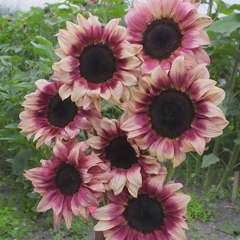 90Pcs Sunflower Seeds Easy to Maintain ideal for fixed long term planting in garden background borders and landscape accent areas