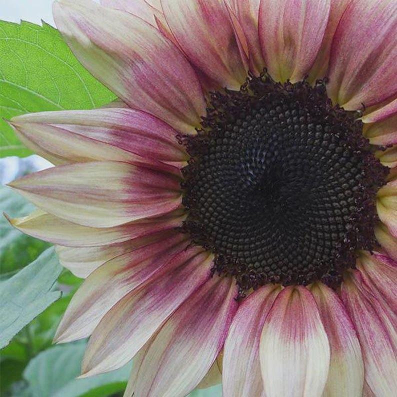 90Pcs Sunflower Seeds Easy to Maintain ideal for fixed long term planting in garden background borders and landscape accent areas