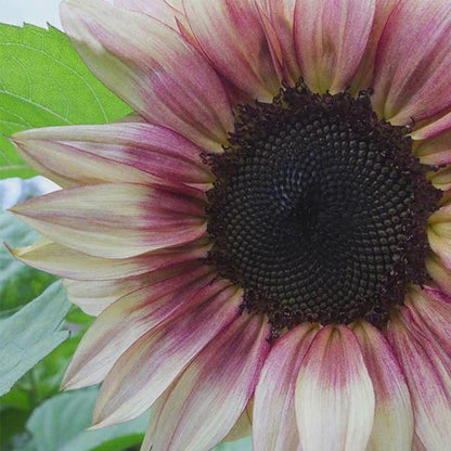 90Pcs Sunflower Seeds Easy to Maintain ideal for fixed long term planting in garden background borders and landscape accent areas