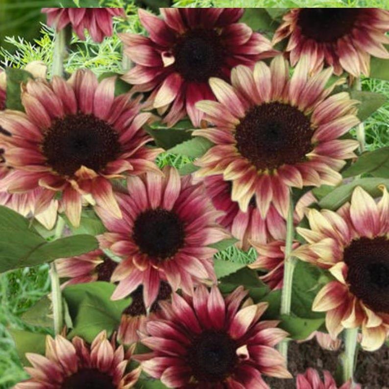 90Pcs Sunflower Seeds Easy to Maintain ideal for fixed long term planting in garden background borders and landscape accent areas