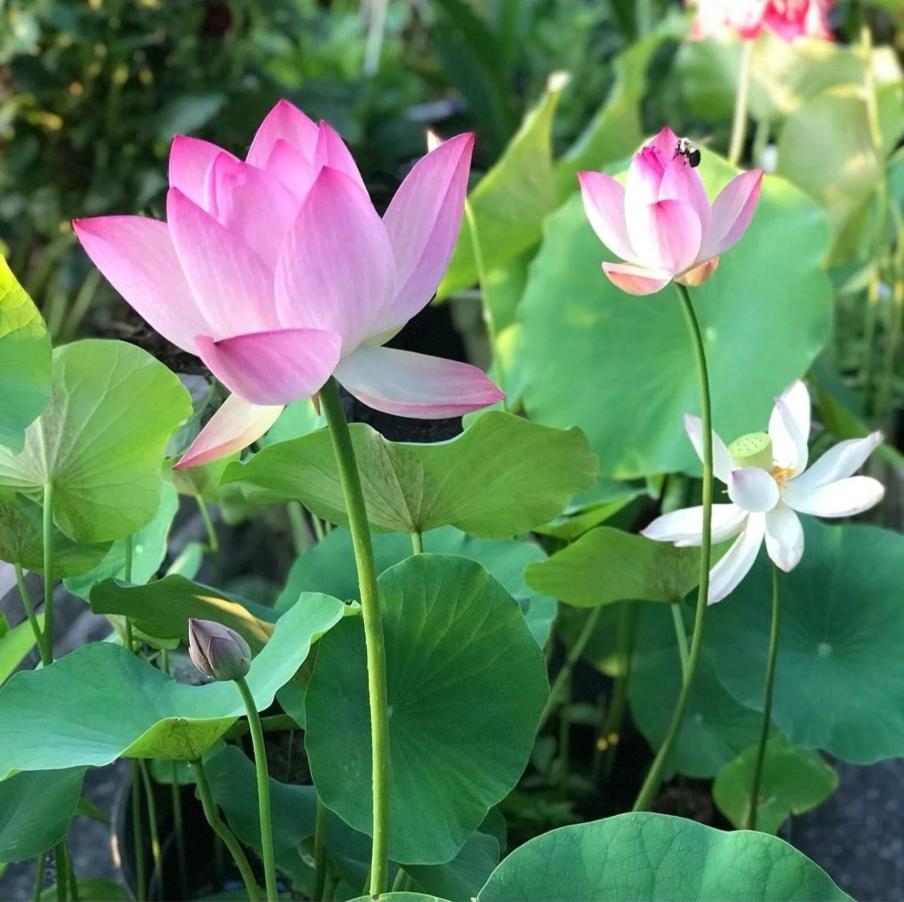 12pcs Beautiful Classic Water Blooms Vigorous Lotus Seeds for Planting