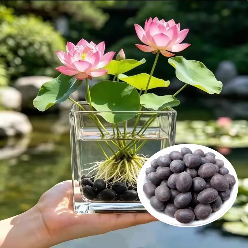 12pcs Beautiful Classic Water Blooms Vigorous Lotus Seeds for Planting