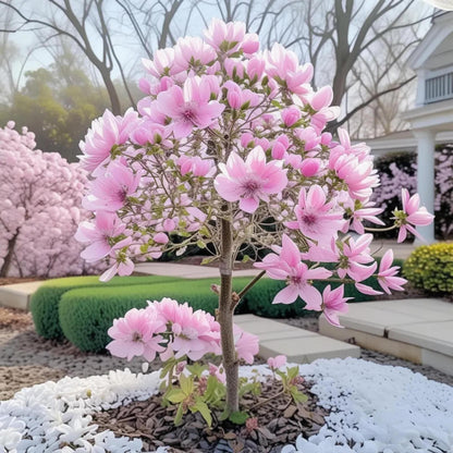 29Pcs Magnolia Seeds Fragrant Ornamental Flowering Tree Seeds