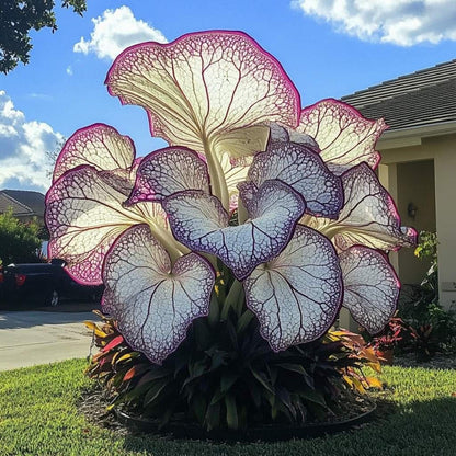 98Pcs Elephant Ear Seeds build striking towering ornamental clumps with giant leaves in private residential yard spaces