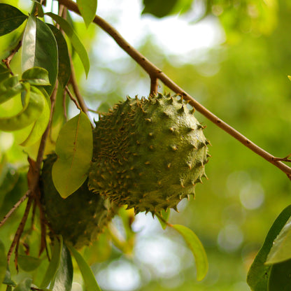10pcs Soursop Pawpaw Seeds Simple To Establish Ideal For Creating A Productive Landscape That Remains Beautiful All Warm Season