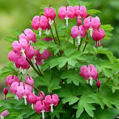 25pcs Pink Bleeding Heart Peony Seeds – Romantic Bleeding Heart Garden Blooms