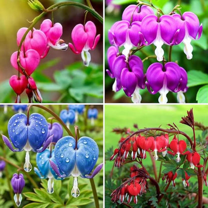 25pcs Pink Bleeding Heart Peony Seeds – Romantic Bleeding Heart Garden Blooms