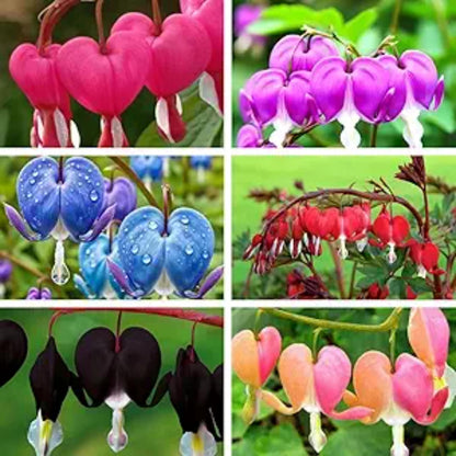 25pcs Pink Bleeding Heart Peony Seeds – Romantic Bleeding Heart Garden Blooms