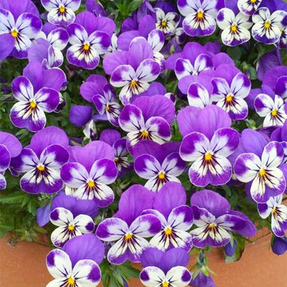 Mixed Pansy Seeds 90Pcs Heirloom Viola Flower Seeds for Garden Blooms