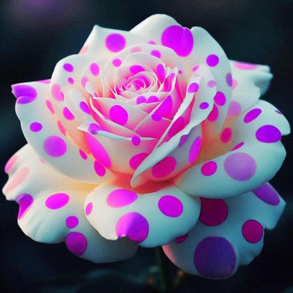Multi Color Rose Seeds 100 Pack Cold Resistant Perennial Flower Seeds