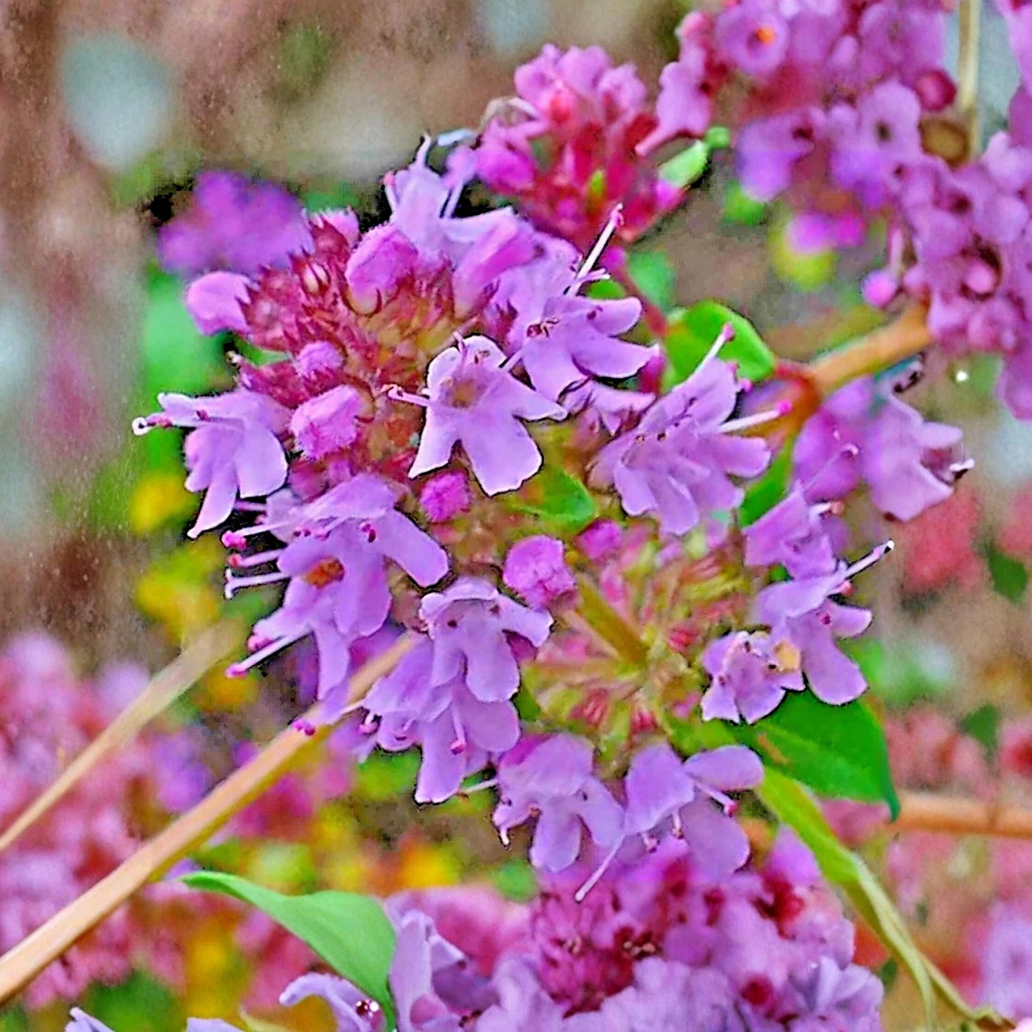 490Pcs Purple Creeping Thyme Seeds, Perennial Ground Cover, Drought Tolerant, Non-GMO Flowers