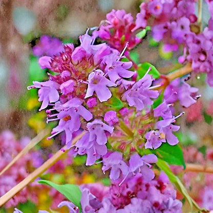 490Pcs Purple Creeping Thyme Seeds, Perennial Ground Cover, Drought Tolerant, Non-GMO Flowers