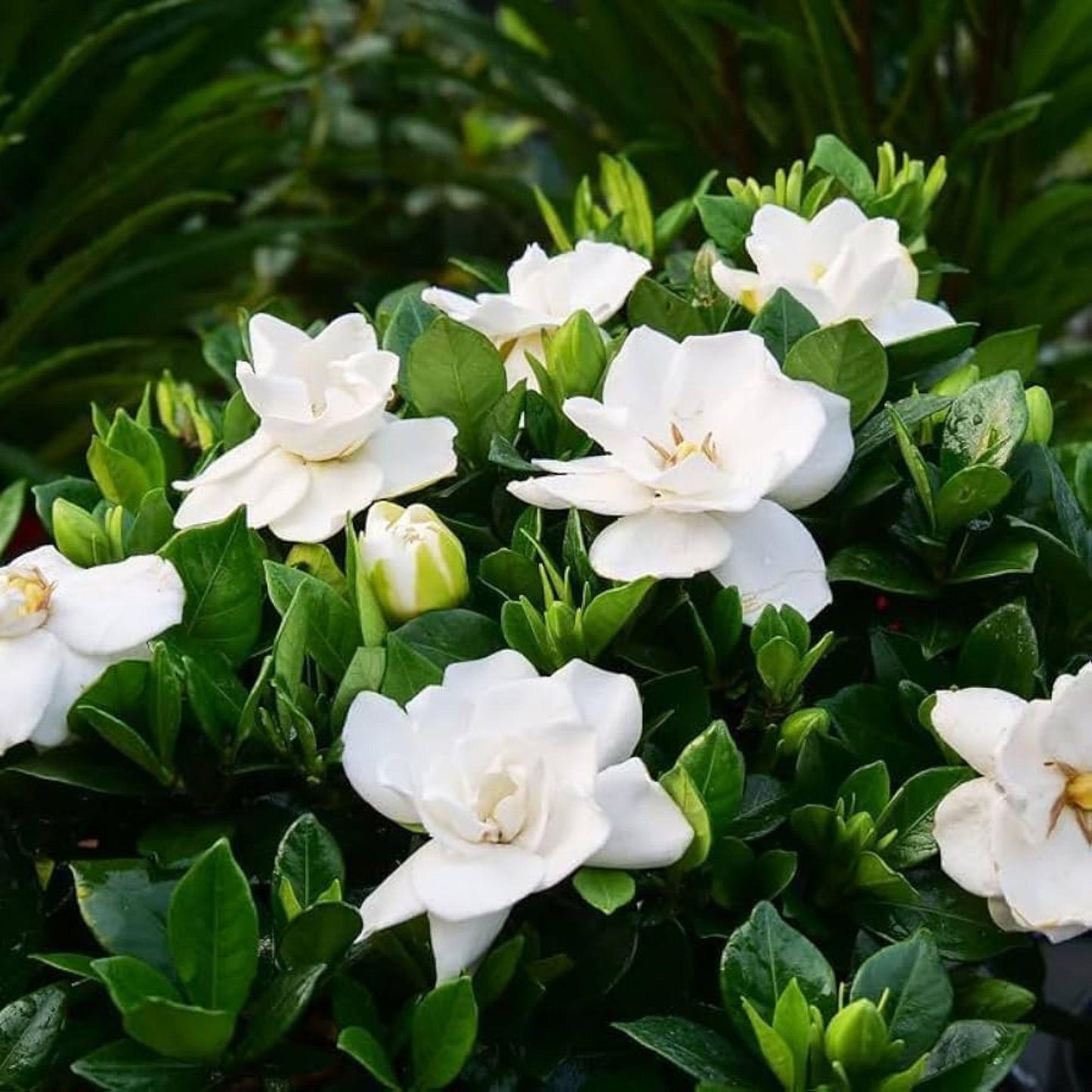 88Pcs Gardenia Seeds Fragrant Shrub Seeds for Planting