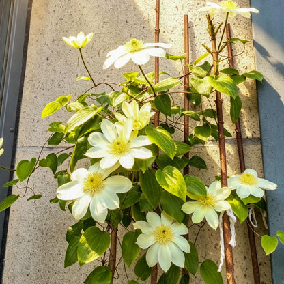 96Pcs Mix Clematis Climbing Vine Perennial Flower / Blooming Climber Patio & Garden Decor