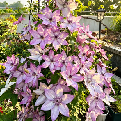 96Pcs Mix Clematis Climbing Vine Perennial Flower / Blooming Climber Patio & Garden Decor