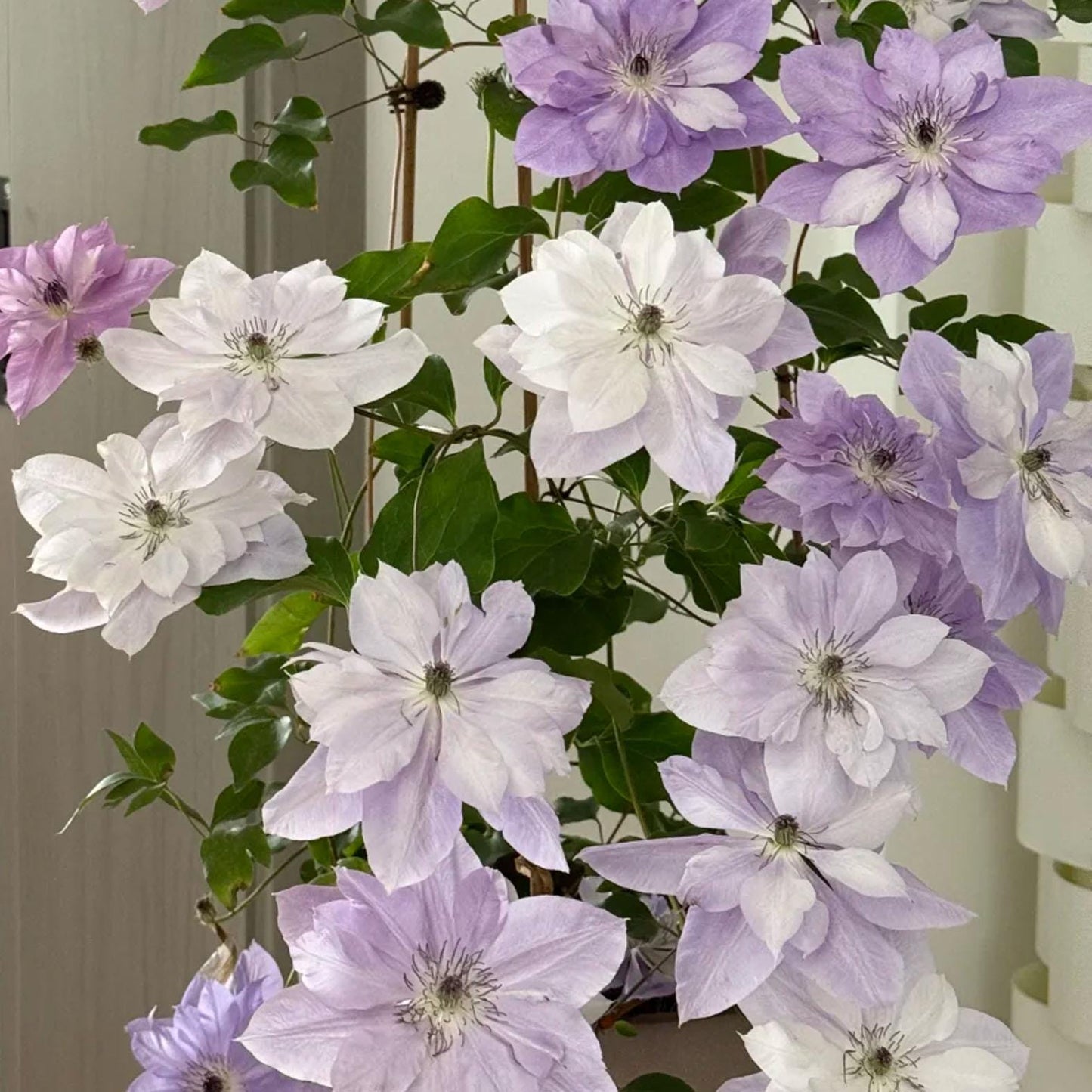 96Pcs Mix Clematis Climbing Vine Perennial Flower / Blooming Climber Patio & Garden Decor