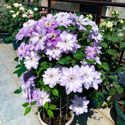 96Pcs Mix Clematis Climbing Vine Perennial Flower / Blooming Climber Patio & Garden Decor
