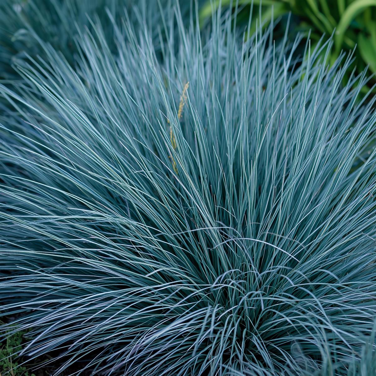 500pcs Blue Fescue Seeds – Ornamental Grass for Landscaping, Borders, Rock Gardens