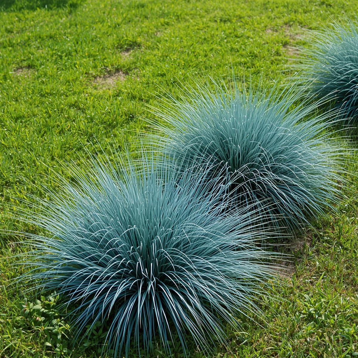 500pcs Blue Fescue Seeds – Ornamental Grass for Landscaping, Borders, Rock Gardens