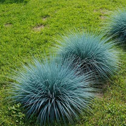 500pcs Blue Fescue Seeds – Ornamental Grass for Landscaping, Borders, Rock Gardens