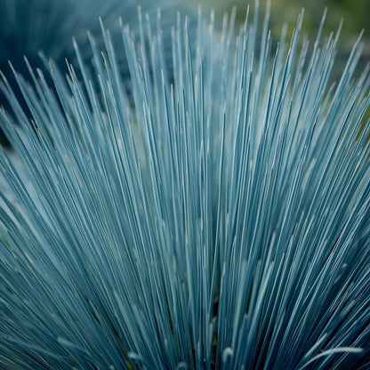 500pcs Blue Fescue Seeds – Ornamental Grass for Landscaping, Borders, Rock Gardens