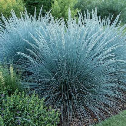 500pcs Blue Fescue Seeds – Ornamental Grass for Landscaping, Borders, Rock Gardens