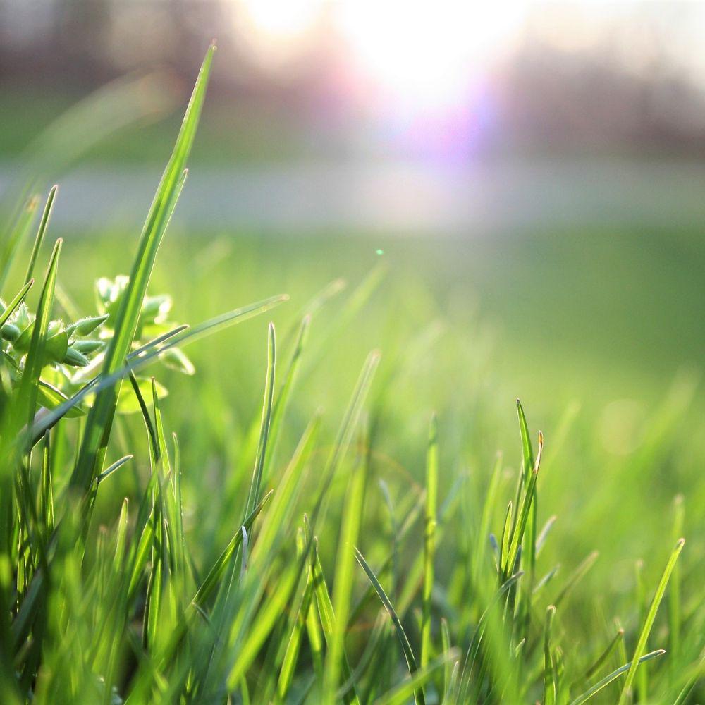 95Pcs Seeds Cat Grass for Planting, Easy Indoor Garden, Beginner Friendly, Gift for Cat Lovers