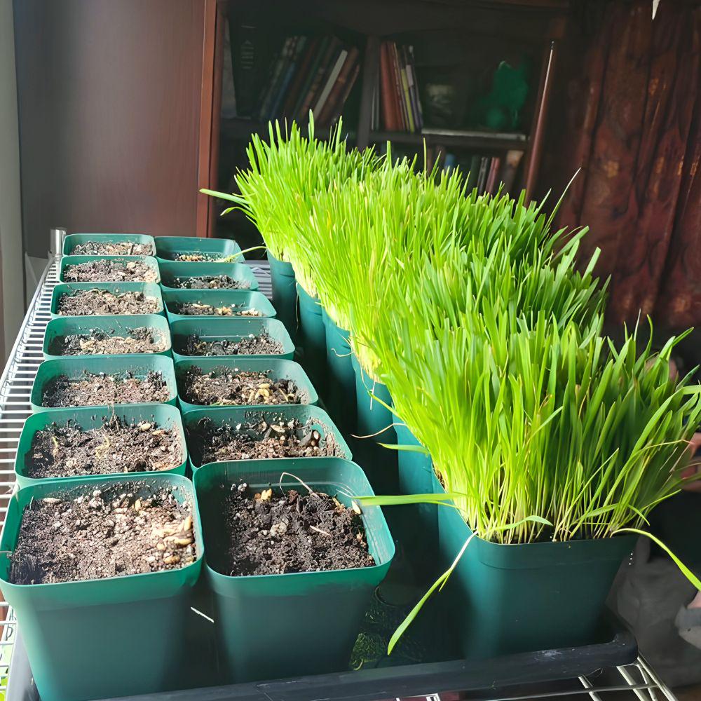 95Pcs Seeds Cat Grass for Planting, Easy Indoor Garden, Beginner Friendly, Gift for Cat Lovers