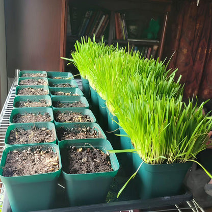 95Pcs Seeds Cat Grass for Planting, Easy Indoor Garden, Beginner Friendly, Gift for Cat Lovers