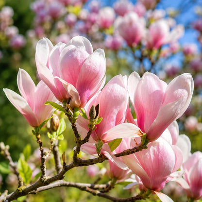 27Pcs Light Pink White Magnolia Seeds Fragrant Flower Tree Seeds
