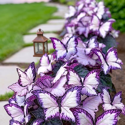 Purple & White Butterfly Begonia Hosta Seeds198Pcs Veined Wing Pattern Border Shade Garden