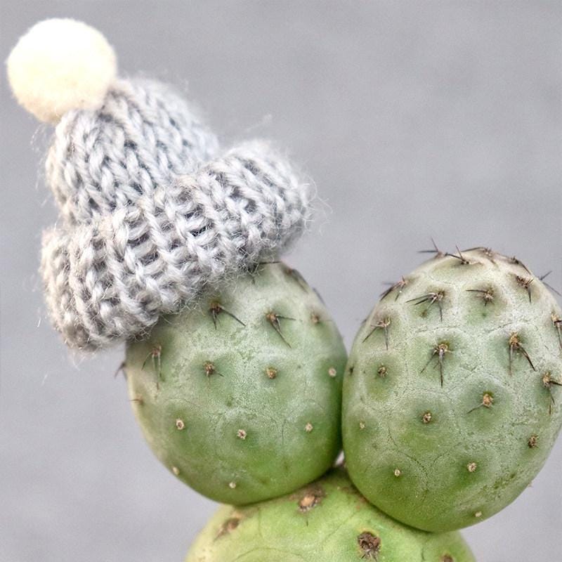 100Pcs Cactus Seeds Perfect for beginner planting to create unique sculptural ornamental layers and add textured artistic appeal to home and garden scenery